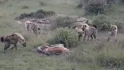 CLIP: Bầy linh cẩu cả gan cướp mồi của trăn khổng lồ