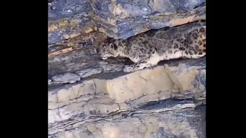 CLIP: Cuộc săn mồi định mệnh của báo tuyết và kết cục đầy bi thảm