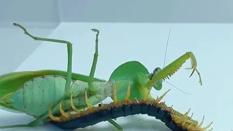 CLIP: Cuộc đụng độ kịch tính giữa bọ ngựa - rết độc và cái kết gây sửng sốt