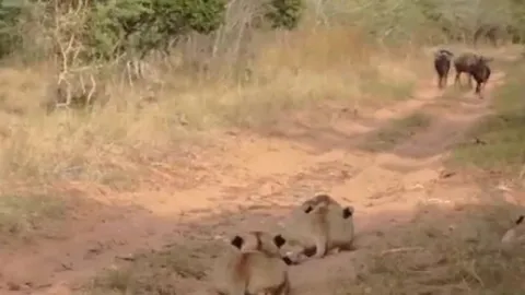 CLIP: Đàn sư tử giăng bẫy, phục kích linh dương đầu bò giữa thảo nguyên