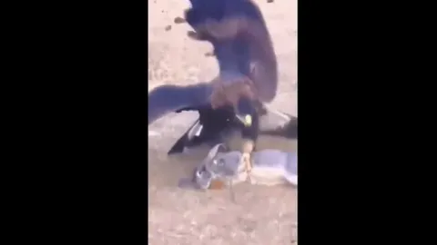 CLIP: Đại bàng tung cánh hạ gục con mồi trong nháy mắt