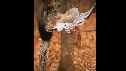 CLIP: Màn săn mồi chớp nhoáng của chim ưng khiến người xem kinh ngạc