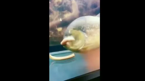 CLIP: Kinh hoàng khoảnh khắc cá Piranha tung đòn chí mạng, cắn đôi con mồi trong tích tắc