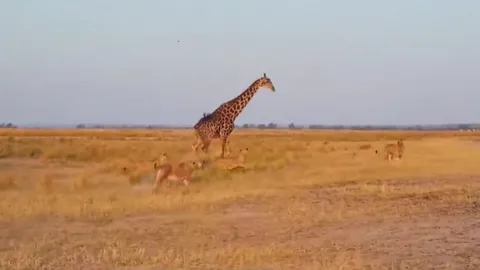 CLIP: Cú rượt đuổi nghẹt thở, bầy sư tử thất bại trước con mồi cao kều