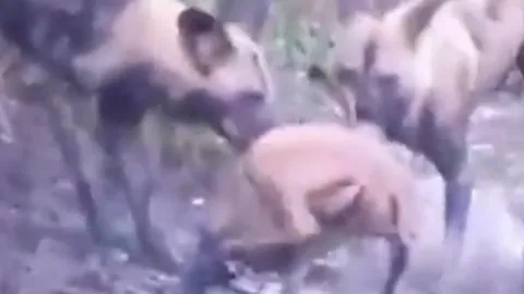 CLIP: Kinh ngạc khoảnh khắc đàn chó hoang châu Phi hạ gục con mồi chỉ trong tích tắc