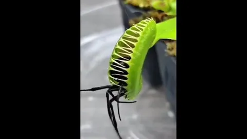 CLIP: Cận cảnh loài cây ăn thịt săn mồi