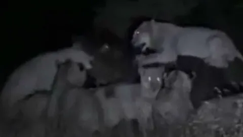 CLIP: Liều lĩnh săn hà mã, sư tử phải trả giá bằng cả tính mạng