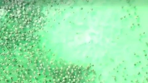 CLIP: Cá mập đơn độc truy đuổi hàng trăm cá đuối gai độc giữa đại dương