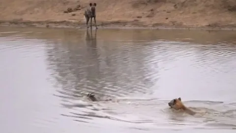 CLIP: Sửng sốt với màn săn mồi dưới nước của linh cẩu, cái kết khiến người xem không ngờ