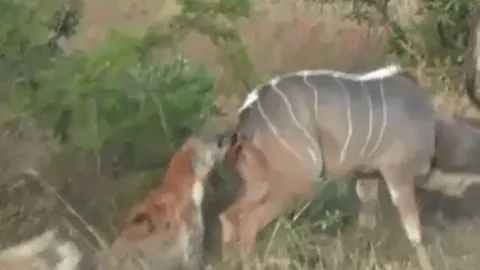 CLIP: Linh cẩu 'xẻ thịt' linh dương Kudu khi con mồi đang còn sống