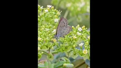 CLIP: Kinh ngạc khoảnh khắc bọ ngựa tung đòn chớp nhoáng hạ gục con mồi