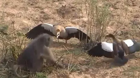 CLIP: Ngỗng Ai Cập kiên cường tấn công khỉ đầu chó để bảo vệ ổ trứng