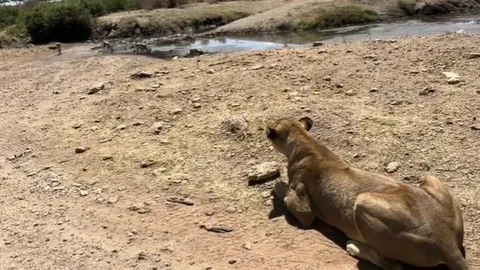 CLIP: Rợn người khoảnh khắc sư tử rình mồi sát bên ô tô chở du khách