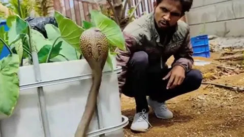 CLIP: 'Nín thở' theo dõi màn thu phục rắn hổ mang hung dữ của nam thanh niên