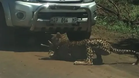 CLIP: Báo săn ra đòn chớp nhoáng, hạ sát linh dương con ngay trước mặt du khách