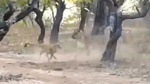 CLIP: Đụng độ sư tử, chó hoang nhỏ bé vẫn tạo nên kỳ tích khó tin