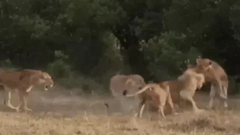 CLIP: Bị 4 con sư tử cái 'đánh hội đồng', sư tử đực nhận cái kết khó tin