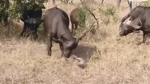 CLIP: Lợn lòi liều lĩnh trêu trâu rừng, bị húc văng khỏi mặt đất
