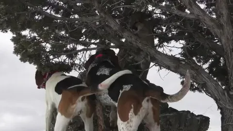 CLIP: Bị dồn đến đường cùng, sư tử núi thoát hiểm ngoạn mục khỏi vòng vây chó săn