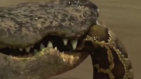 CLIP: Liều lĩnh bơi vào hồ nước cá sấu, trăn gấm trở thành mồi ngon cho 'chúa tể đầm lầy'