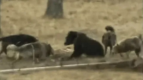 CLIP: Vừa săn được bò rừng, gấu nâu bị đàn sói xám giành mồi và cái kết