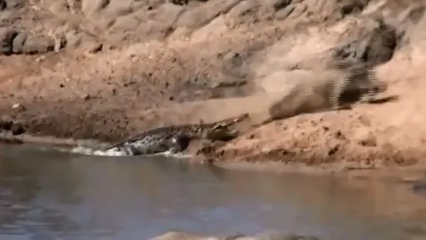 CLIP: Bị cá sấu cắn trúng đầu, lợn rừng vẫn thoát chết khó tin