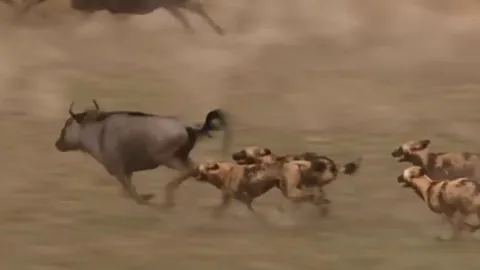 CLIP: Cuộc đua sinh tử giữa chó hoang và linh dương đầu bò