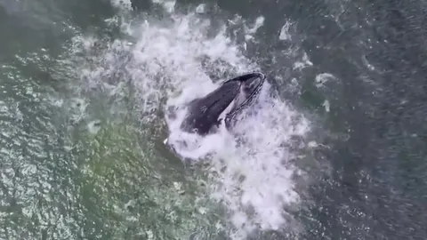 CLIP: Kinh ngạc khoảnh khắc cá voi lưng gù phóng khỏi mặt nước để săn mồi