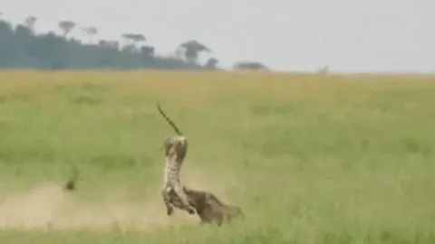 CLIP: Lợn bướu mẹ nổi điên húc văng báo hoa mai lên không trung để cứu con và cái kết