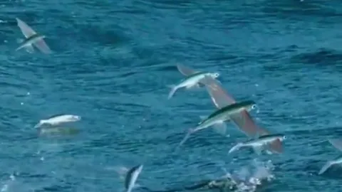 CLIP: Cuộc đào thoát ngoạn mục và cái kết đau lòng của cá chuồn bay