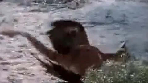 CLIP: Vừa săn được thỏ chưa kịp thưởng thức, đại bàng đã lập tức 'nộp mạng' cho báo sư tử 