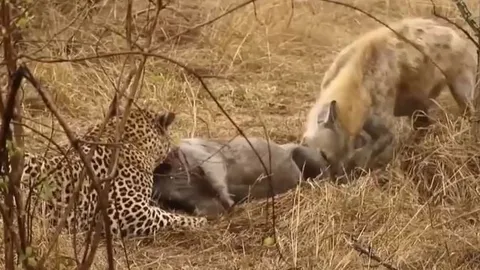 CLIP: Thấy báo hoa mai vừa săn được lợn rừng, linh cẩu vội vã tới ăn chực 