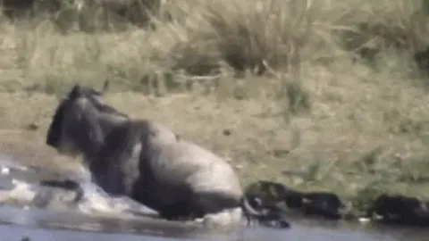 CLIP: Đang uống nước bị cá sấu tóm được, linh dương đầu bò nổi điên đạp thẳng đầu đối thủ để thoát thân