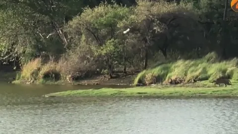 CLIP: Hổ lao xuống nước săn mồi, bất ngờ bị cá sấu phản đòn dữ dội