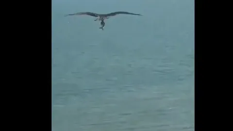CLIP: Chim săn mồi tha cá giống cá mập bay trên bãi biển khiến người xem kinh ngạc