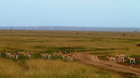 CLIP: Báo đốm "xé gió" quật ngã linh dương trong chớp mắt