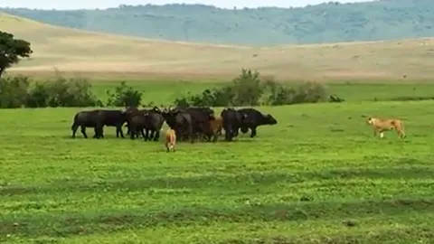 CLIP: Bầy trâu rừng bất lực nhìn trâu con bị sư tử hạ sát