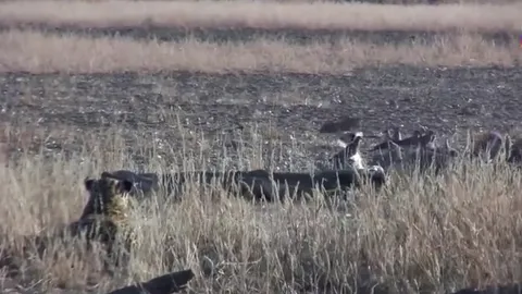 CLIP: Chó rừng mải săn chim, bất ngờ trở thành con mồi của báo hoa mai