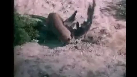 CLIP: Đại bàng săn thỏ trên núi, không ngờ trở thành nạn nhân của "kẻ thống trị thầm lặng"