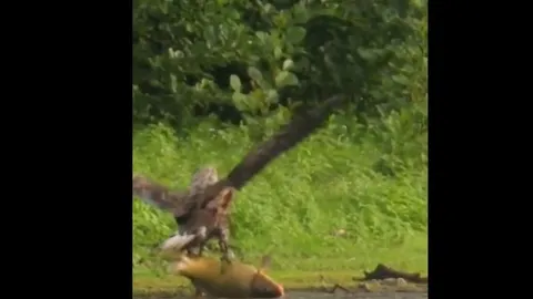 CLIP: Đại bàng suýt bỏ mạng vì cú săn mồi "quá sức", cái kết khiến ai cũng bất ngờ