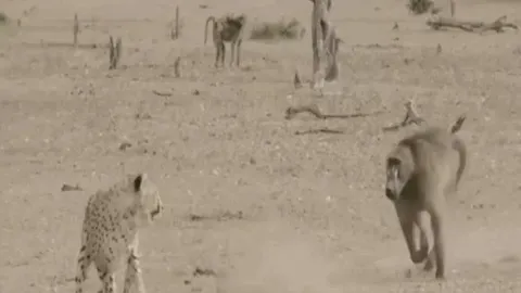 CLIP: Báo đốm tháo chạy thục mạng khi "đụng nhầm" lãnh địa khỉ đầu chó