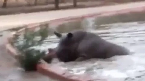 CLIP: Hà mã bất ngờ ra tay nghĩa hiệp cứu tê giác mắc kẹt dưới hồ nước