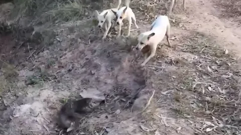 CLIP: Đụng độ cầy mangut, bầy chó nhà sử dụng chiến thuật săn mồi thông minh khiến con mồi 'trở tay' không kịp

