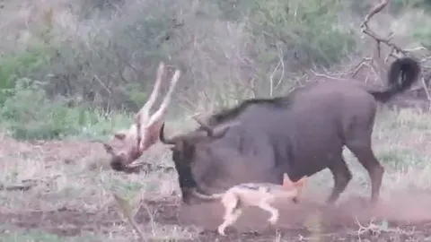 CLIP: Chống lại bầy chó rừng, linh dương đầu bò mẹ vô tình húc trọng thương con non