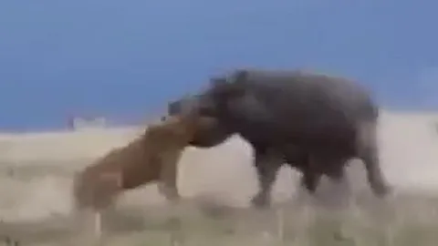 CLIP: Lỡ dại chọc hà mã đang nghỉ ngơi, sư tử bị đối phương ngoạm đầu rồi ném xuống đất thô bạo