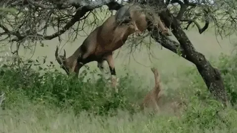 CLIP: Sư tử cái tung chiêu hiểm, quật ngã con mồi từ dưới bụng