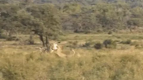 CLIP: Săn mồi thất bại, sư tử cái lĩnh cú đá trời giáng từ ngựa vằn