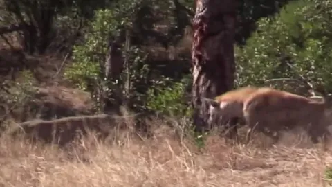 CLIP: Linh dương giả chết, thoát thân ngoạn mục trước báo hoa mai và linh cẩu đói mồi