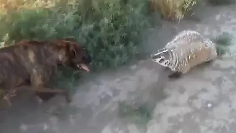 CLIP: Mãn nhãn trước màn tử chiến bất phân thắng bại của lửng Mỹ và chó võ sĩ