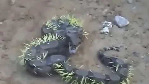 CLIP: Lỡ dại đi săn nhím, trăn boa quằn quại trong đau đớn vì bị lông kẻ thù đâm